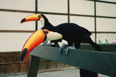 View of birds perching on railing