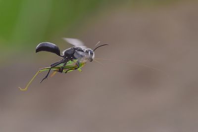 Close-up of insect on white flower