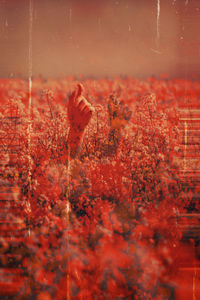 Digital composite image of flowers with sea in background