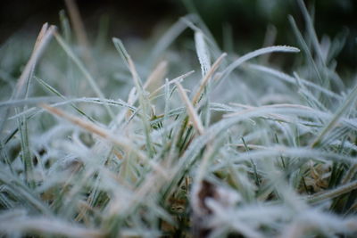 Close-up of grass on field