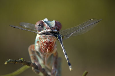 Close-up of chameleon prey