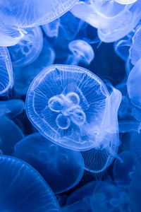 Close-up of jellyfish swimming in sea