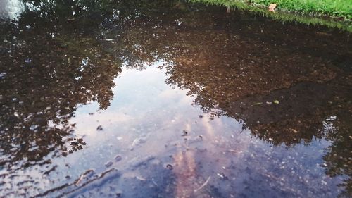 Reflection of trees in water