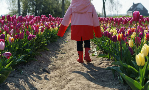 Little girl walking through a tulip field.