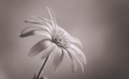 Close-up of flower against white background