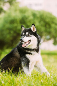 Dog looking away while sitting on field