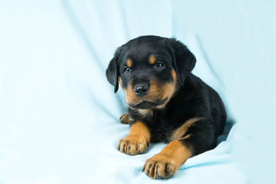 Close-up of rottweiler puppy by curtain