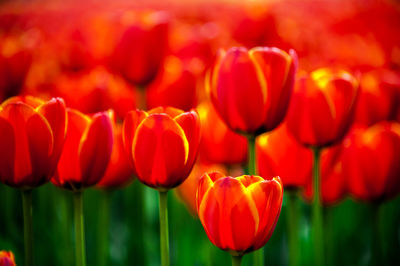 Close-up of red tulip flower in field