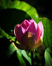 Close-up of pink flower