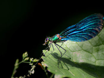 Close-up of insect on leaf