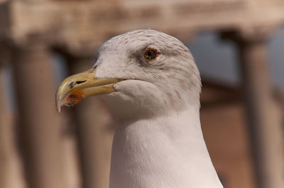 Close-up of seagull