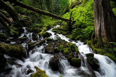 Scenic view of waterfall in forest