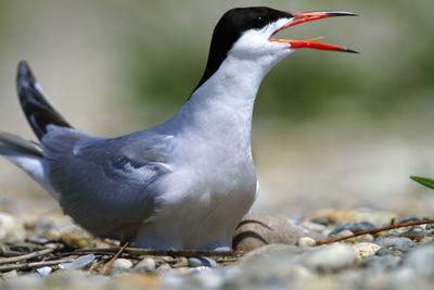 Close-up of a bird