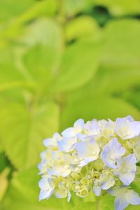 Close-up of flowers against blurred background