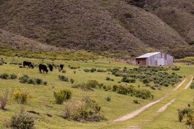 Scenic view of landscape