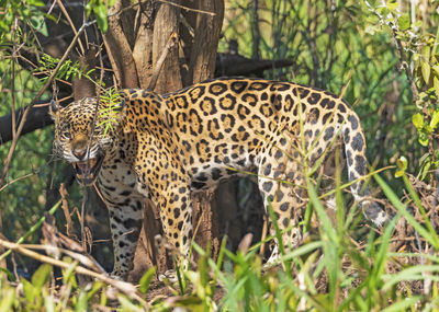 Jaguar growling in the jungle in the pantanal in brazil