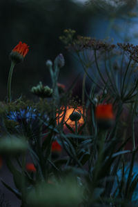 Close-up of plants growing outdoors