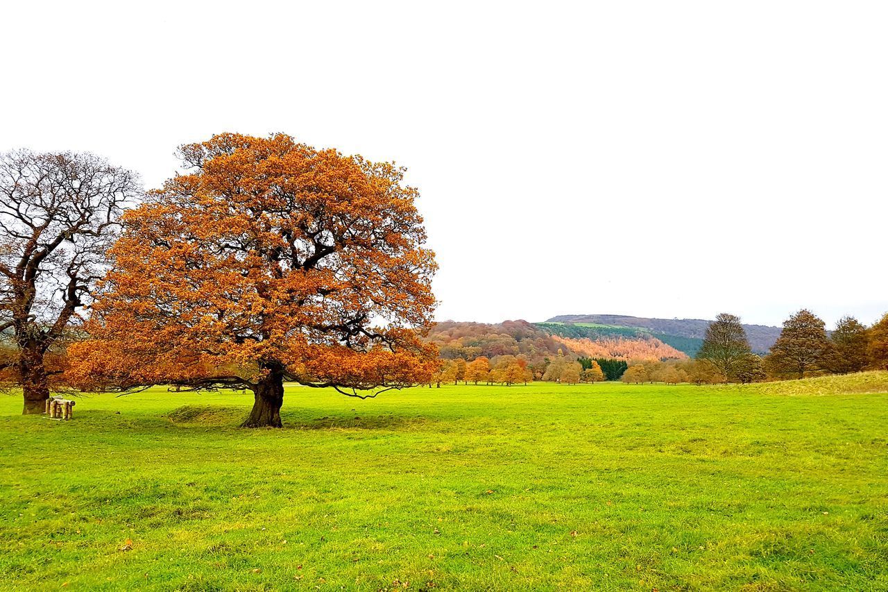 TREES ON FIELD AGAINST SKY DURING AUTUMN