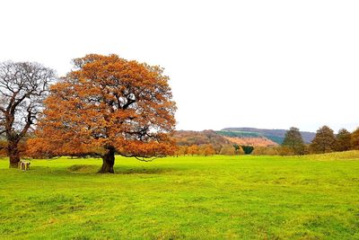 Trees on field against clear sky during autumn