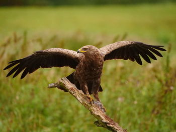 Close-up of eagle flying against tree