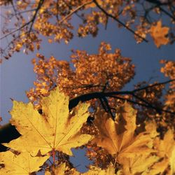 Low angle view of leaves on tree