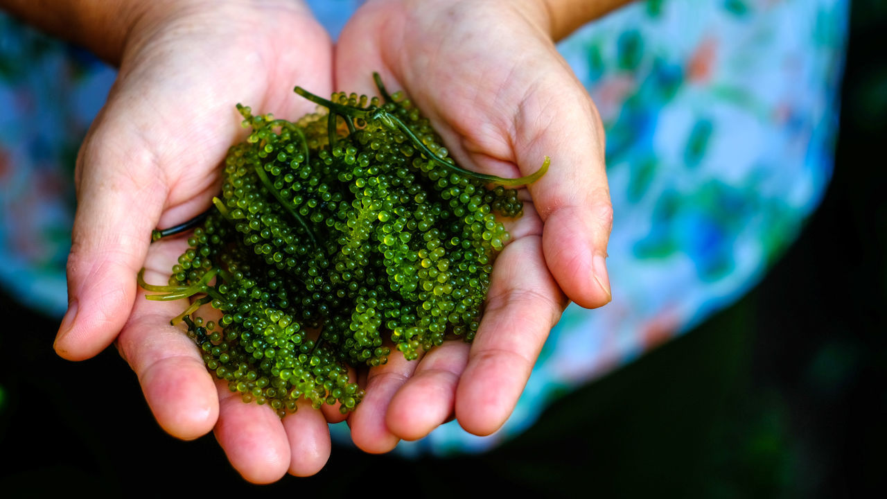 CROPPED IMAGE OF PERSON HOLDING FRESH GREEN LEAF