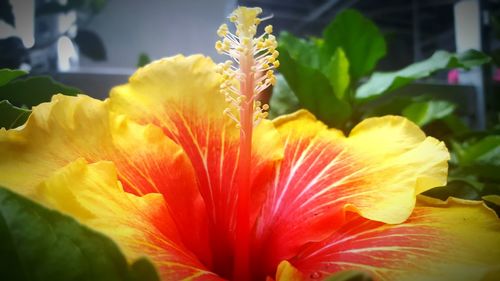 Macro shot of yellow flower