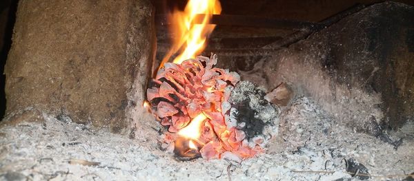Bonfire on wooden log