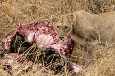 Lioness sitting on field