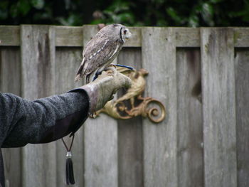 Close-up of bird perching on wood