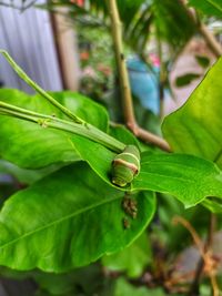 green