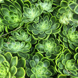 Full frame shot of succulent plant leaves