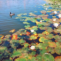 Leaves floating on water