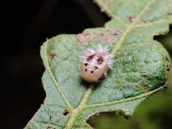 Close-up of insect on leaf