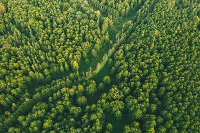 High angle view of plants growing on land