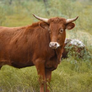 Texas longhorn cattle standing on grassy field