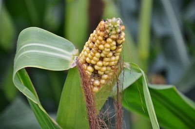Close-up of sweetcorn growing at farm