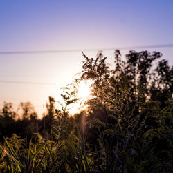 Close-up of silhouette plants against clear sky during sunset