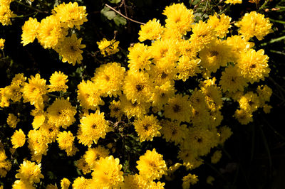 Close-up of yellow flowering plants