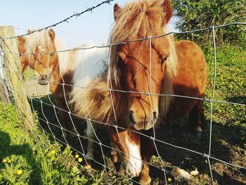 Horse standing in ranch