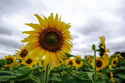 Close-up of fresh sunflowers blooming on field against sky