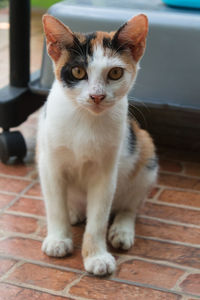 The calico cat is sitting and looking at the camera with a background blur