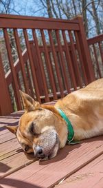 Close-up of dog sleeping
