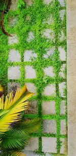 High angle view of plants growing on field