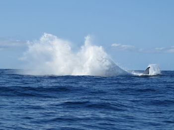 Whale in calm blue sea