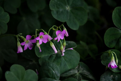 Close-up of pink flowering plant