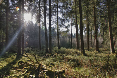 Sunlight streaming through trees in forest