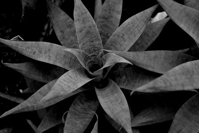 Close-up of plant