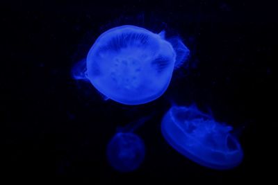 Close-up of jellyfish against blue background