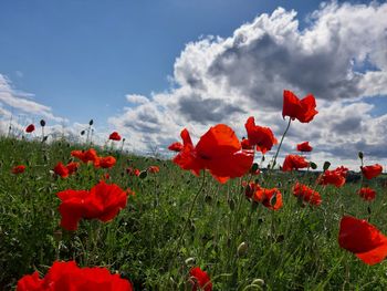 Close-up of red poppy flowers on field against sky